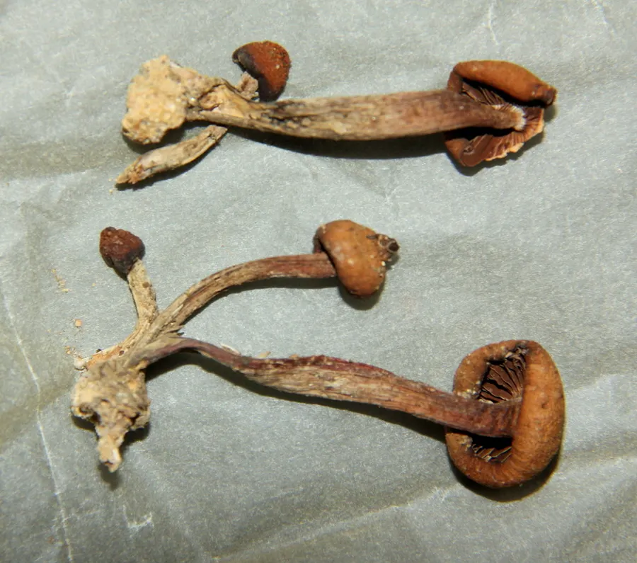 Dokumentasi Psilocybe subcaerulipes — Fotografi