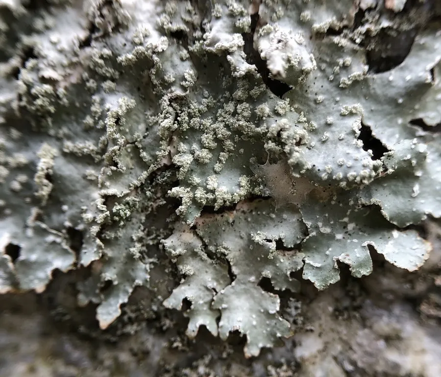 Dokumentasi Punctelia caseana — Fotografi