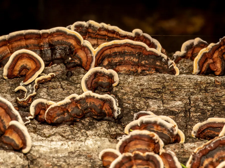 Dokumentasi Punctularia strigosozonata — Fotografi