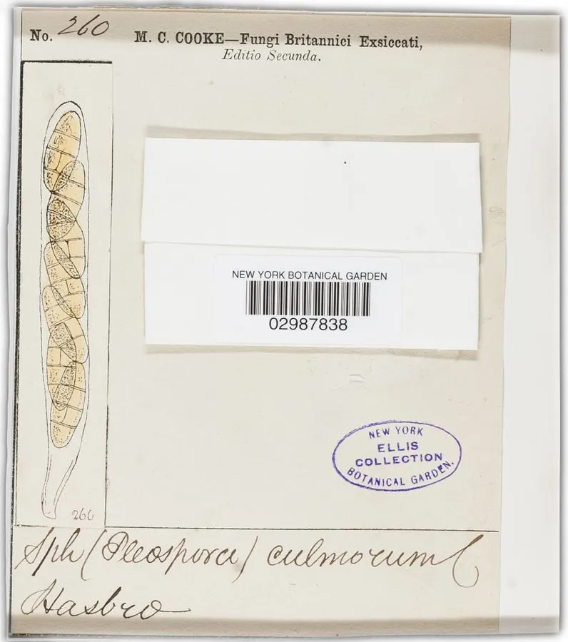 Dokumentasi Pleospora culmorum — Voucher herbarium