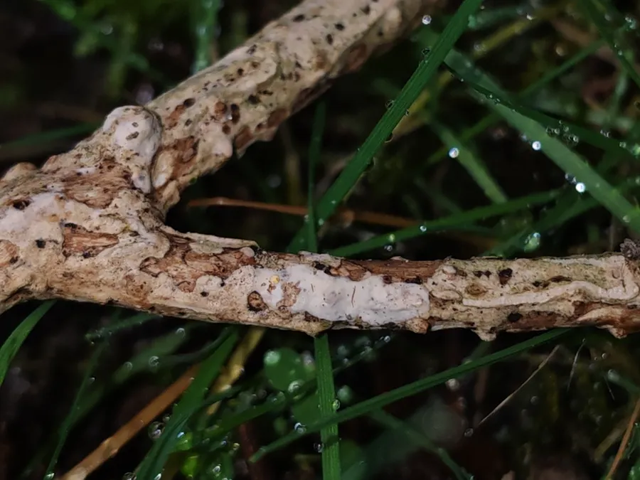 Dokumentasi Radulomyces rickii — Fotografi