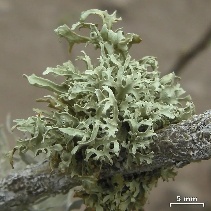 Dokumentasi Ramalina darwiniana — Fotografi