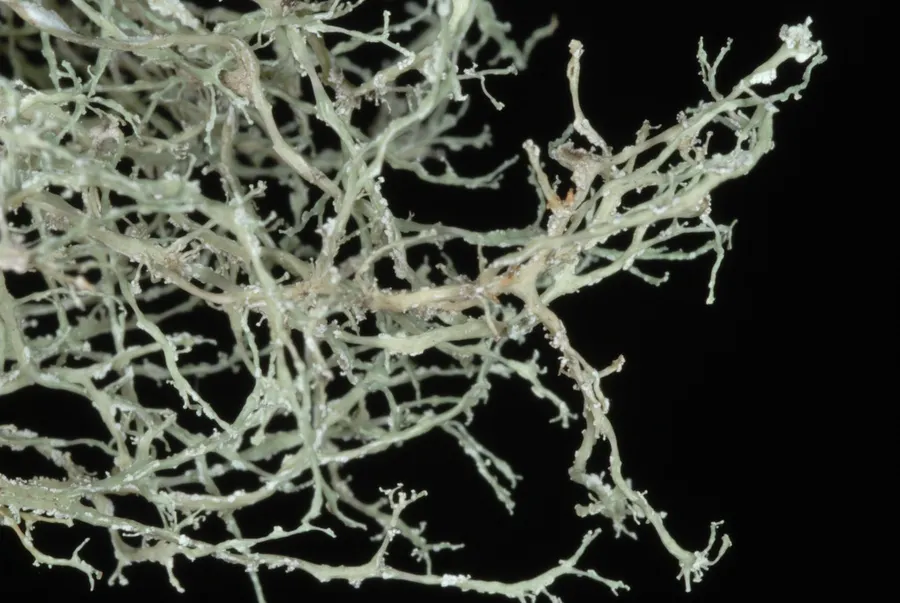 Dokumentasi Ramalina peruviana — Fotografi