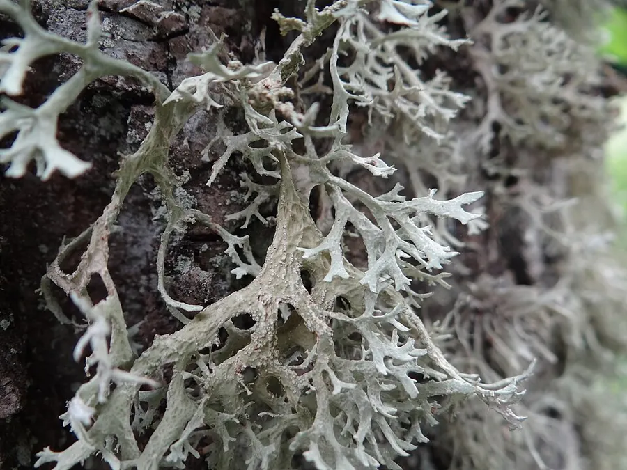 Dokumentasi Ramalina pollinaria — Fotografi