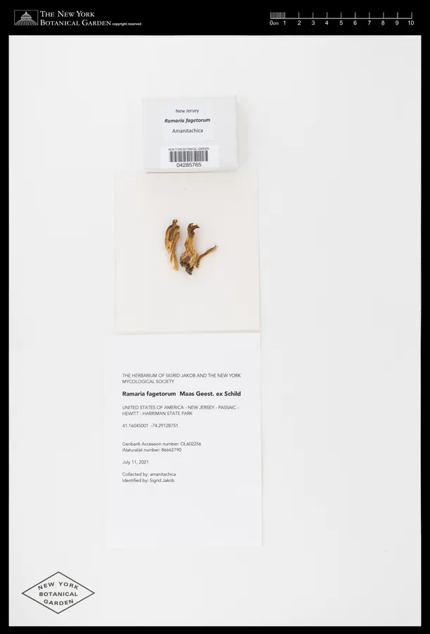 Dokumentasi Ramaria fagetorum — Voucher herbarium