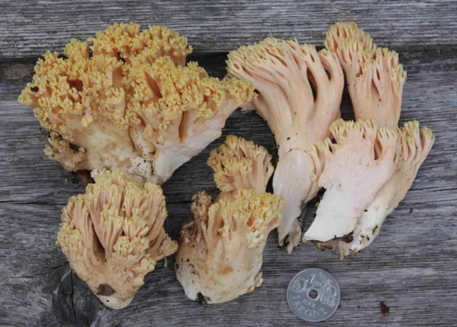 Dokumentasi Ramaria formosa — Fotografi