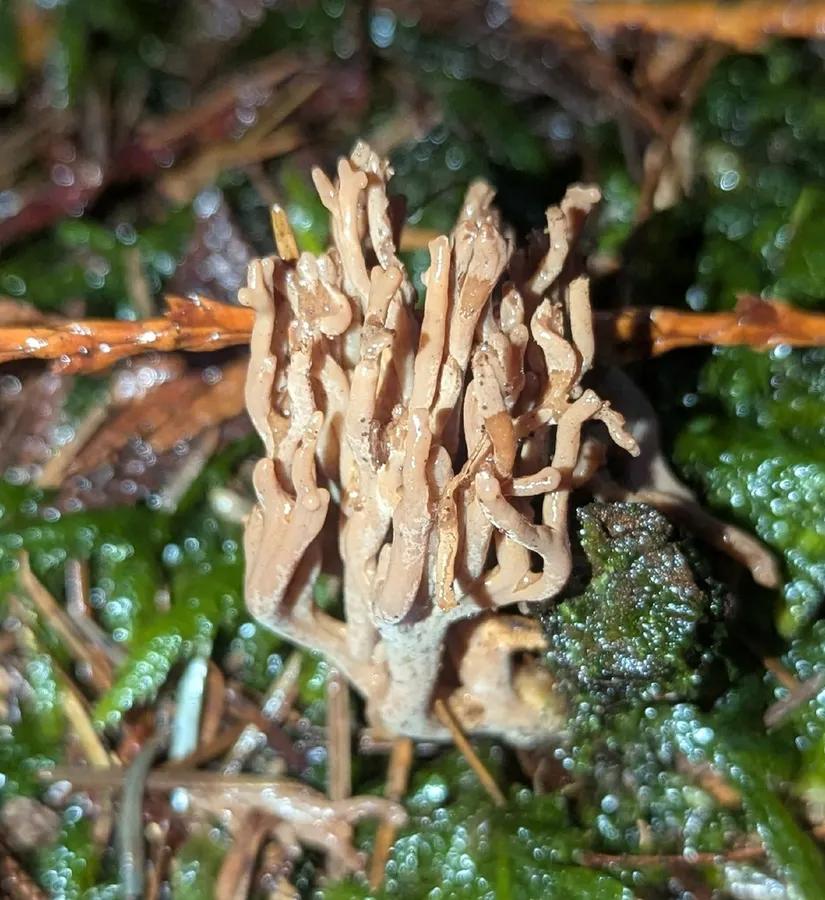 Dokumentasi Ramaria rubella — Fotografi