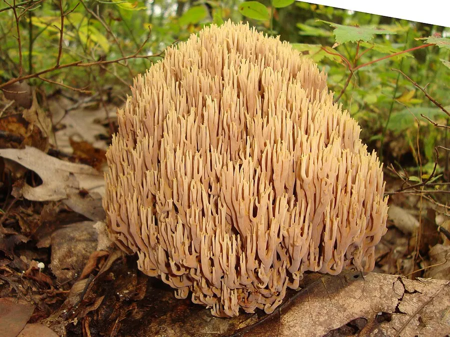 Dokumentasi Ramaria stricta — Fotografi
