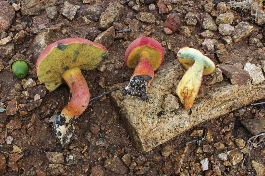 Dokumentasi Xerocomellus armeniacus — Fotografi