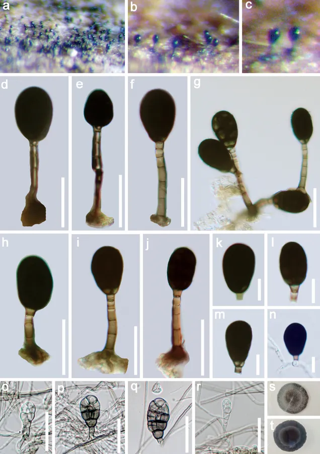 Dokumentasi Rhexoacrodictys fimicola — Pelat ilmiah