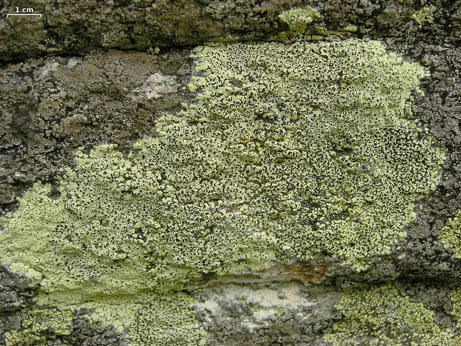 Dokumentasi Rhizocarpon lecanorinum — Fotografi