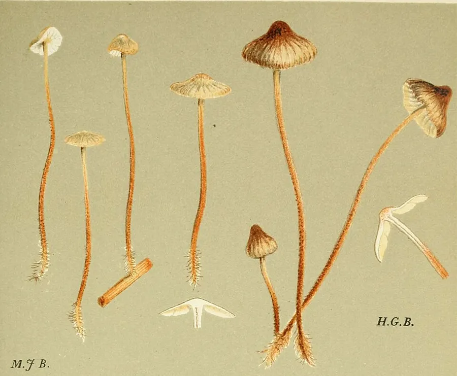 Dokumentasi Rhizomarasmius undatus — Fotografi