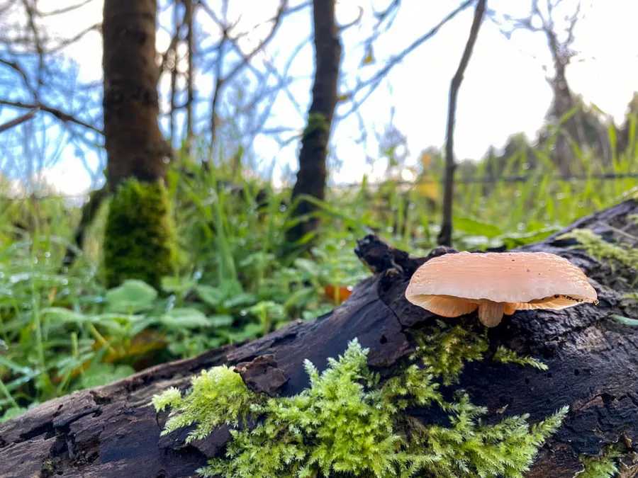 Dokumentasi Rhodotus palmatus — Fotografi