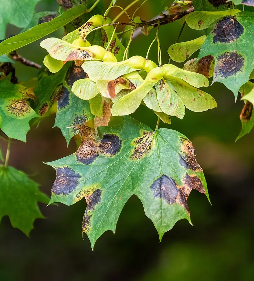 Dokumentasi Rhytisma acerinum — Fotografi