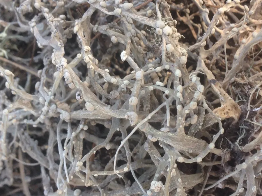 Dokumentasi Roccella gracilis — Fotografi