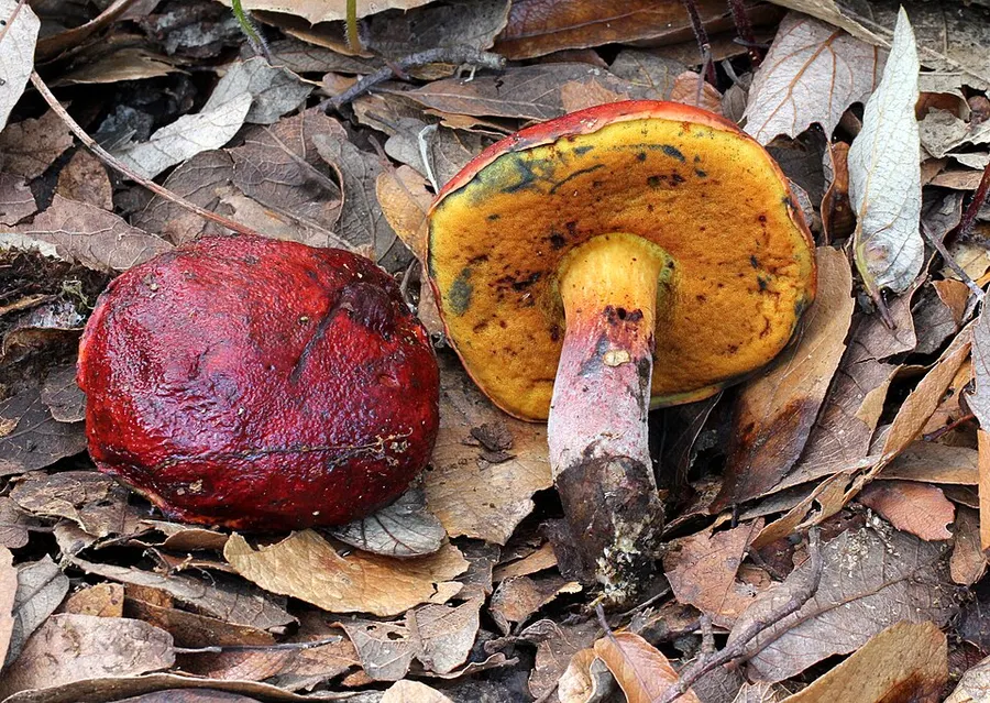 Dokumentasi Rubroboletus dupainii — Fotografi