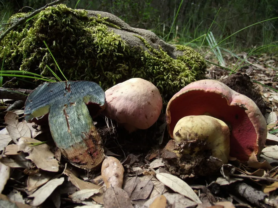 Dokumentasi Rubroboletus lupinus — Fotografi