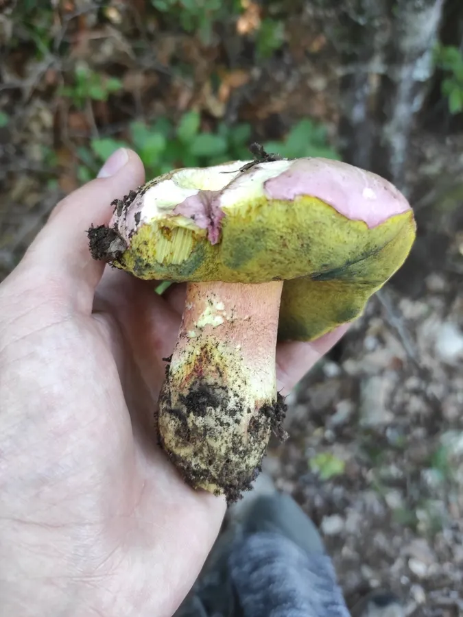 Dokumentasi Rubroboletus pulchrotinctus — Fotografi
