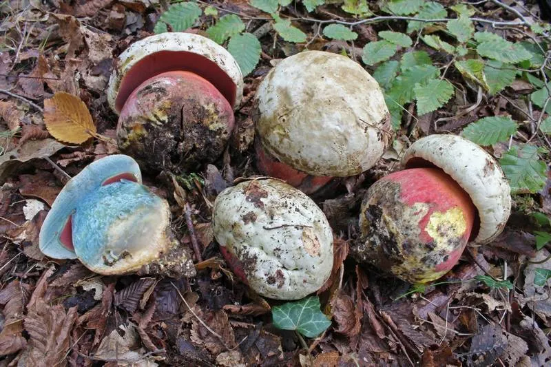Dokumentasi Rubroboletus satanas — Fotografi