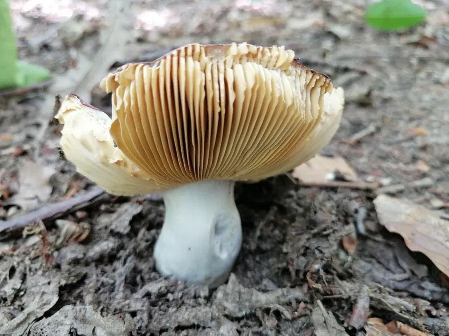 Dokumentasi Russula alutacea — Fotografi