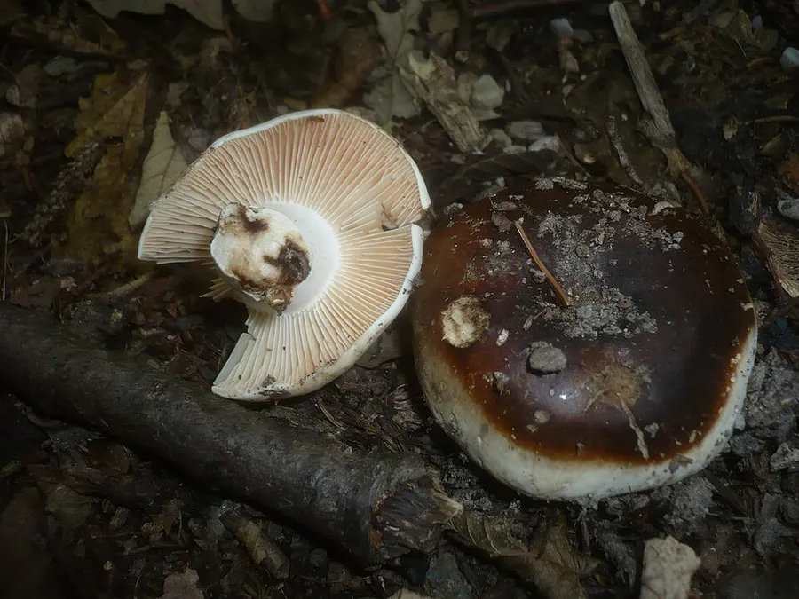 Dokumentasi Russula anthracina — Fotografi