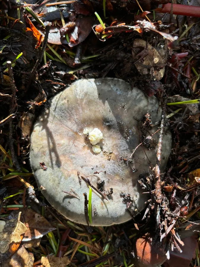 Dokumentasi Russula atroglauca — Fotografi