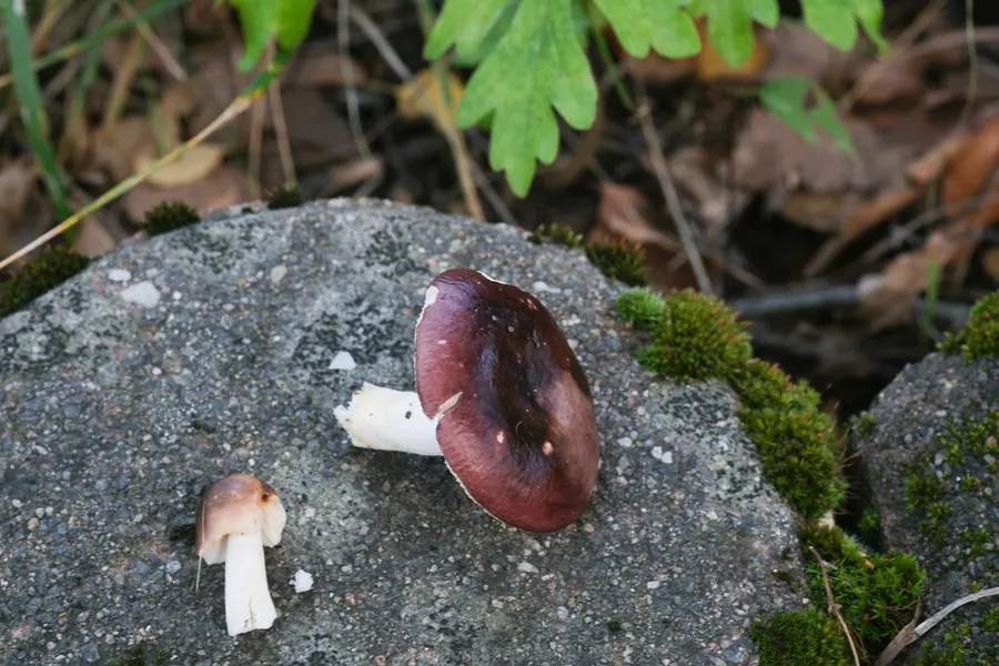 Dokumentasi Russula atrorubens — Fotografi