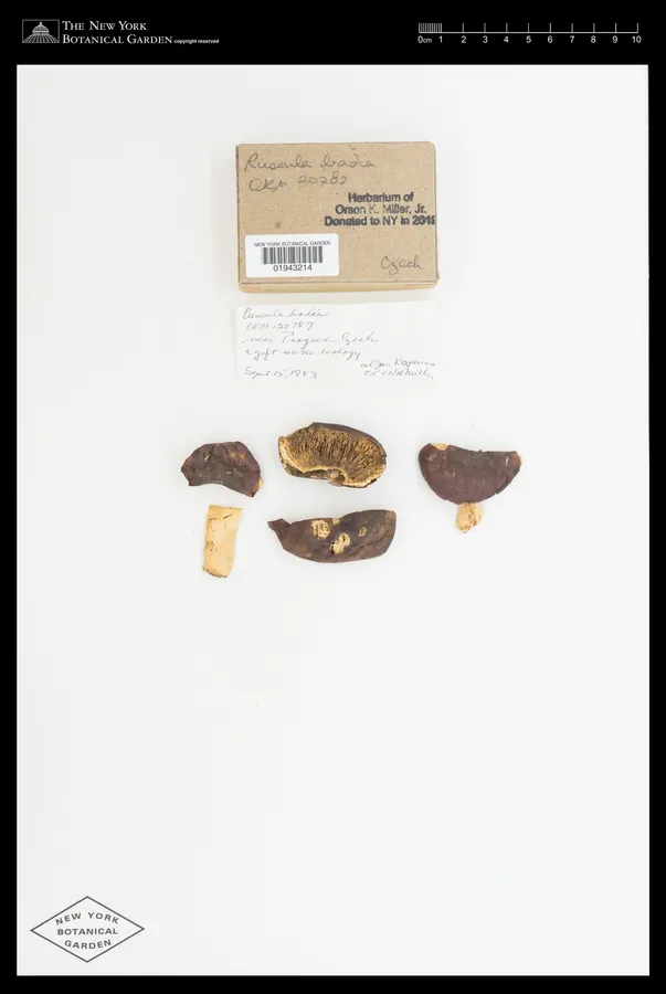 Dokumentasi Russula badia — Voucher herbarium