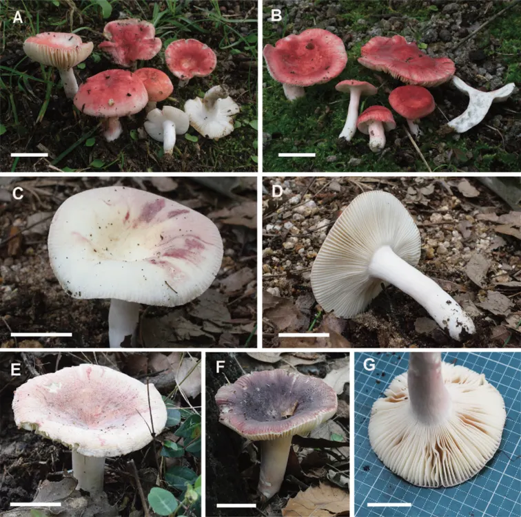 Dokumentasi Russula bella — Pelat ilmiah