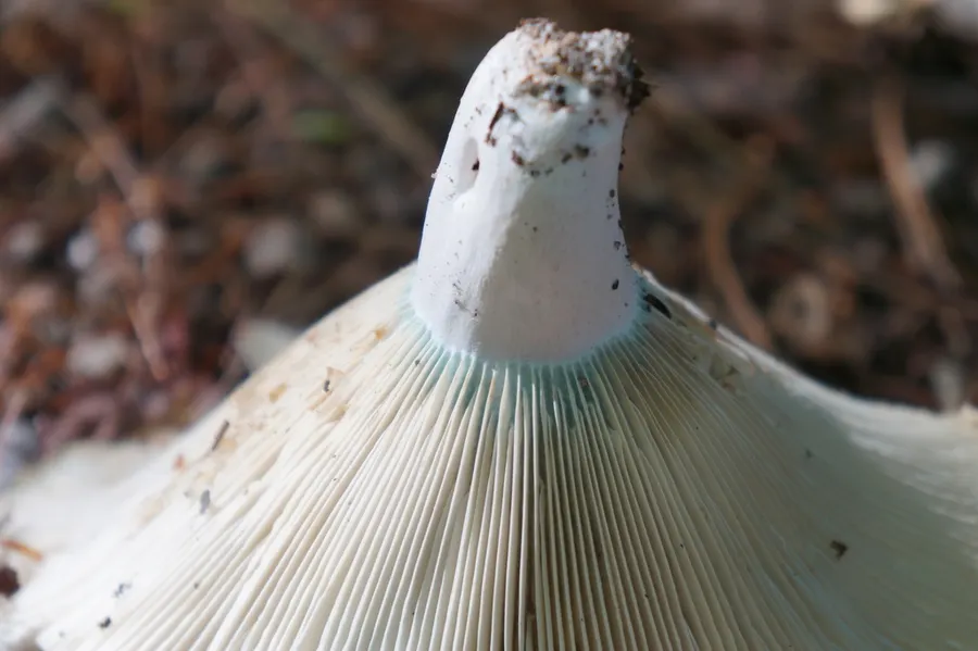 Dokumentasi Russula brevipes — Fotografi