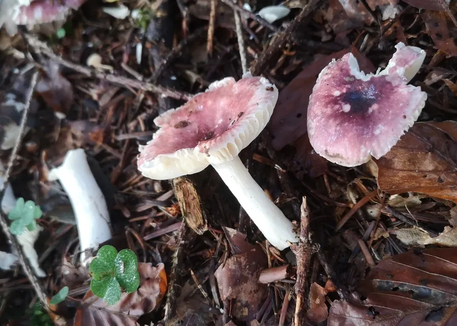 Dokumentasi Russula cavipes — Fotografi
