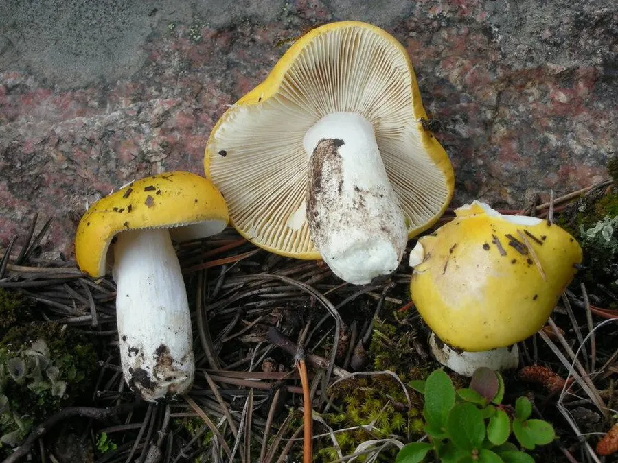 Dokumentasi Russula claroflava — Fotografi