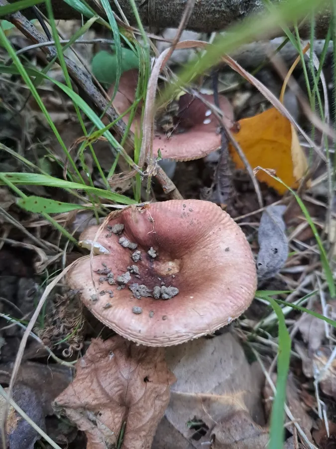 Dokumentasi Russula cuprea — Fotografi