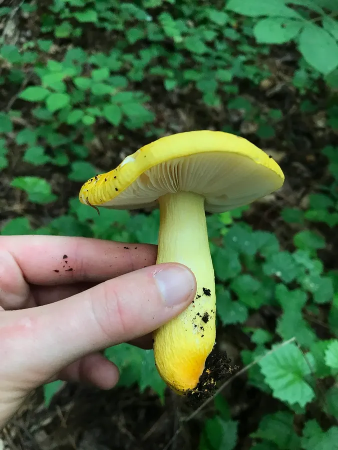 Dokumentasi Russula flavida — Fotografi