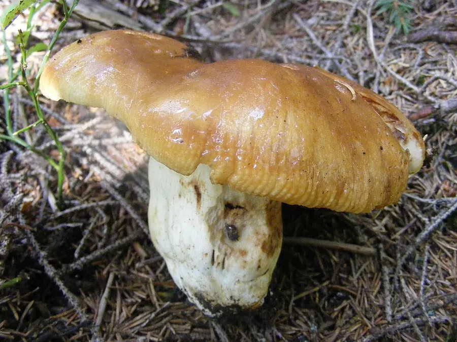 Dokumentasi Russula foetens — Fotografi