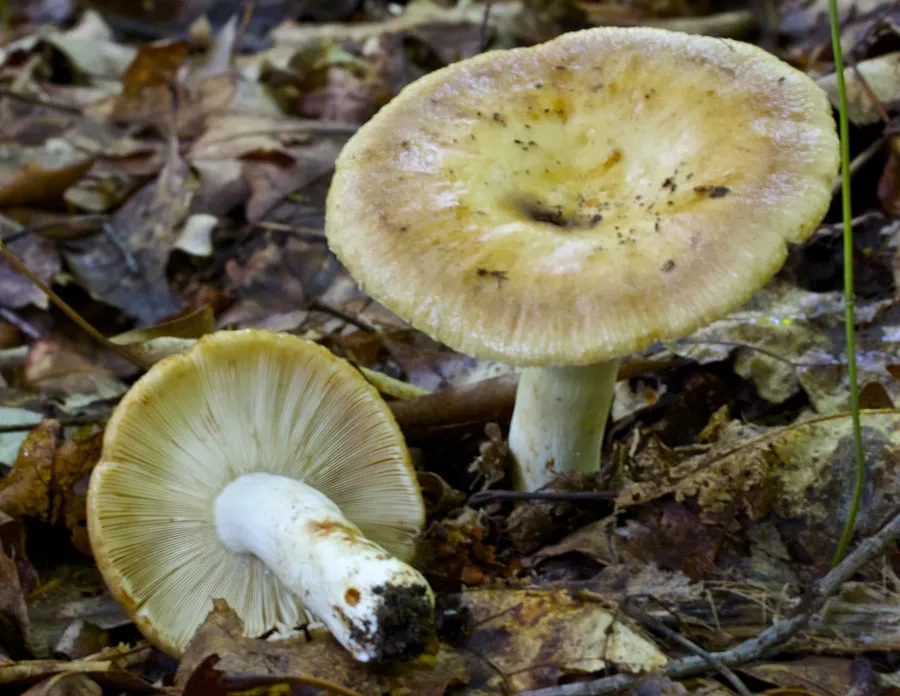 Dokumentasi Russula grata — Fotografi