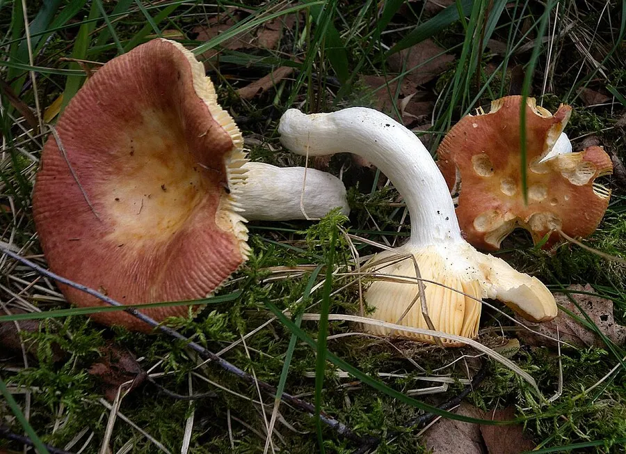 Dokumentasi Russula intermedia — Fotografi