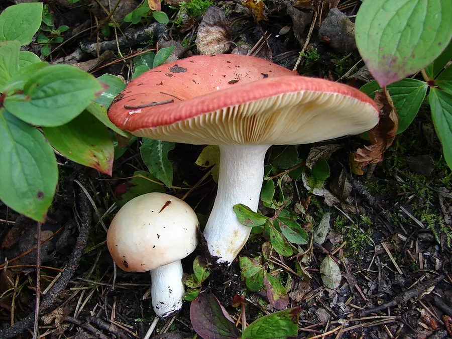 Dokumentasi Russula laeta — Fotografi