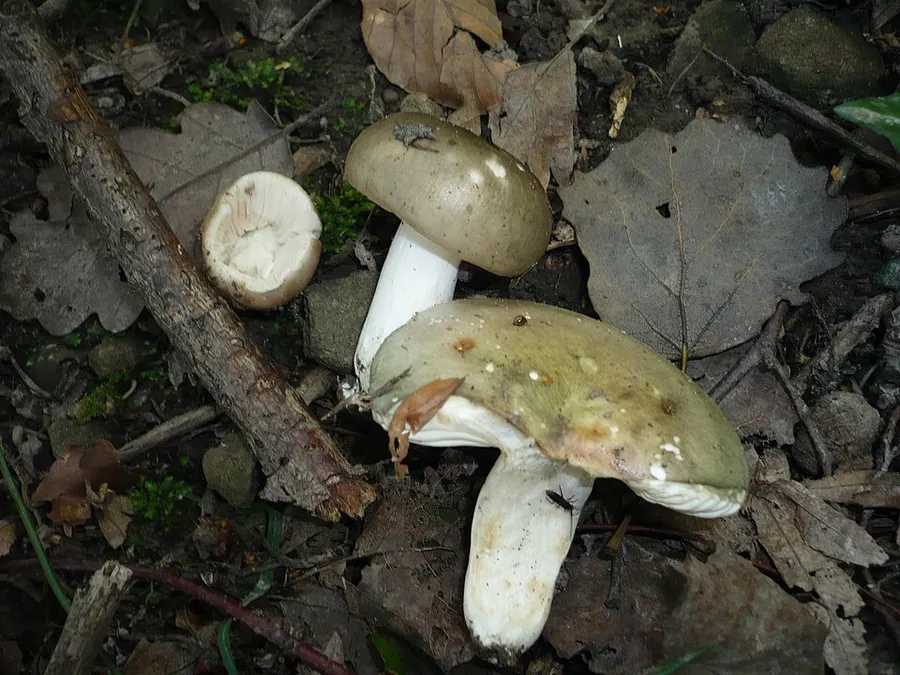 Dokumentasi Russula medullata — Fotografi