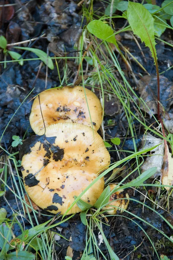 Dokumentasi Russula ochroleuca — Fotografi