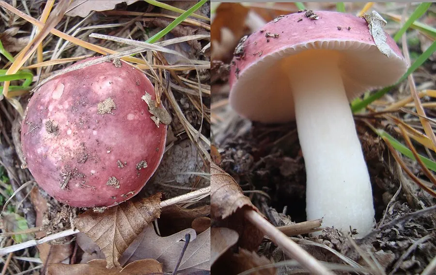Dokumentasi Russula pseudointegra — Fotografi