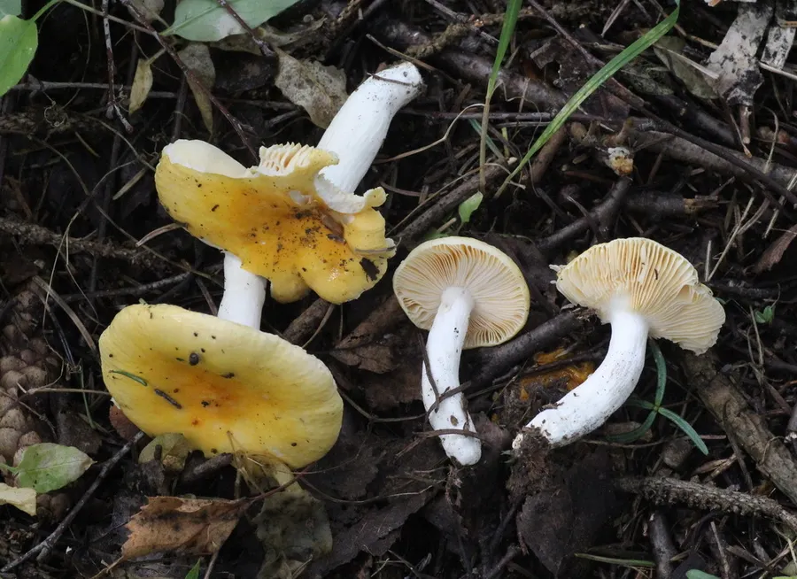 Dokumentasi Russula acetolens — Fotografi