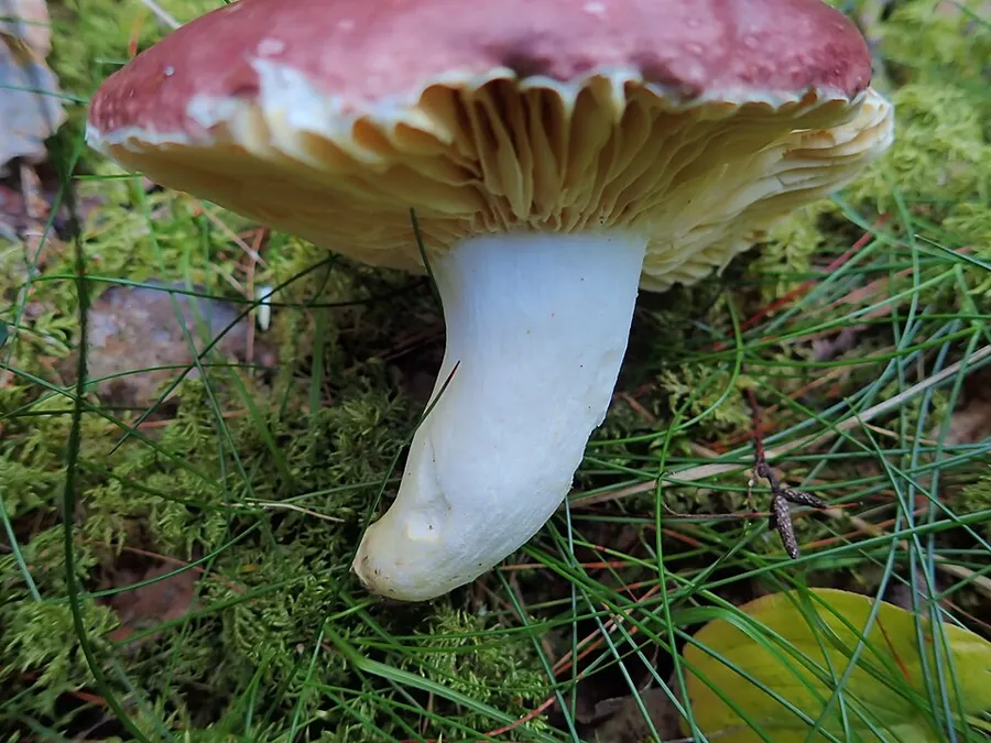 Dokumentasi Russula romellii — Fotografi