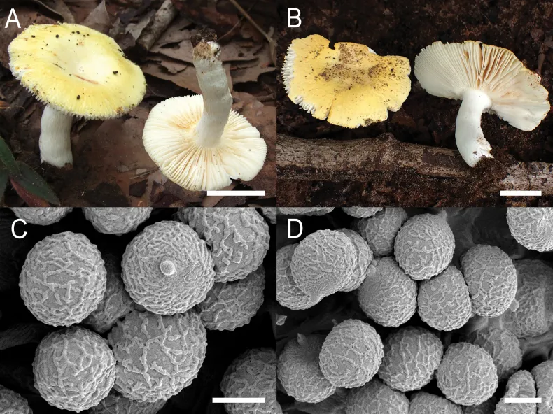 Dokumentasi Russula sublaevis — Pelat ilmiah