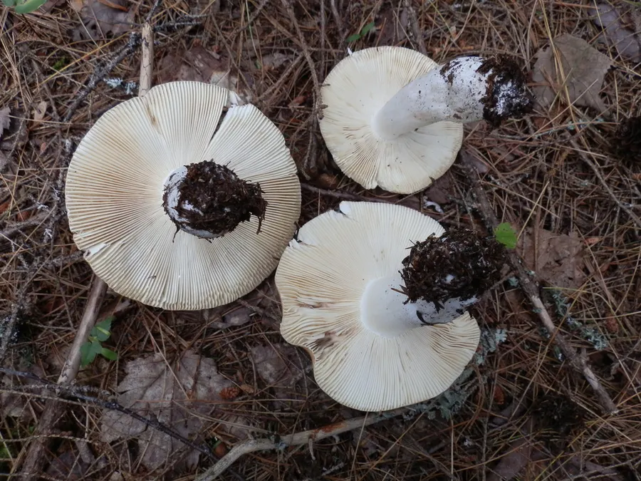Dokumentasi Russula veternosa — Fotografi