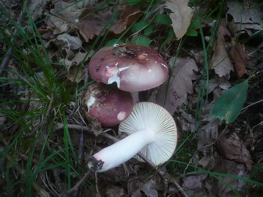 Dokumentasi Russula vinosobrunnea — Fotografi