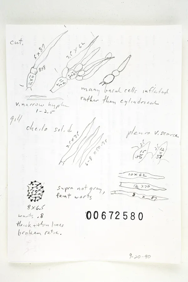 Dokumentasi Russula violeipes — Voucher herbarium