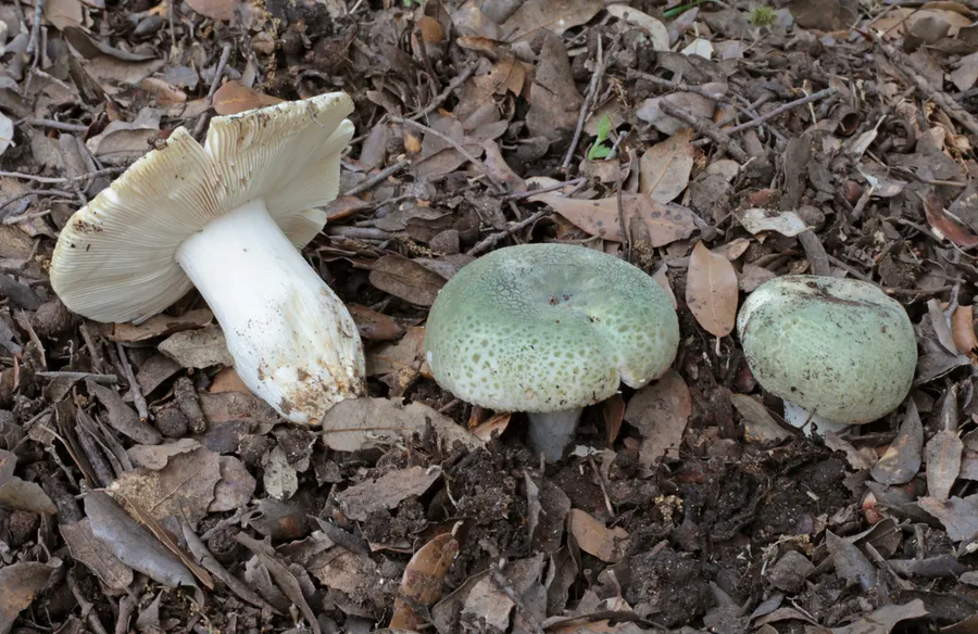 Dokumentasi Russula virescens — Fotografi