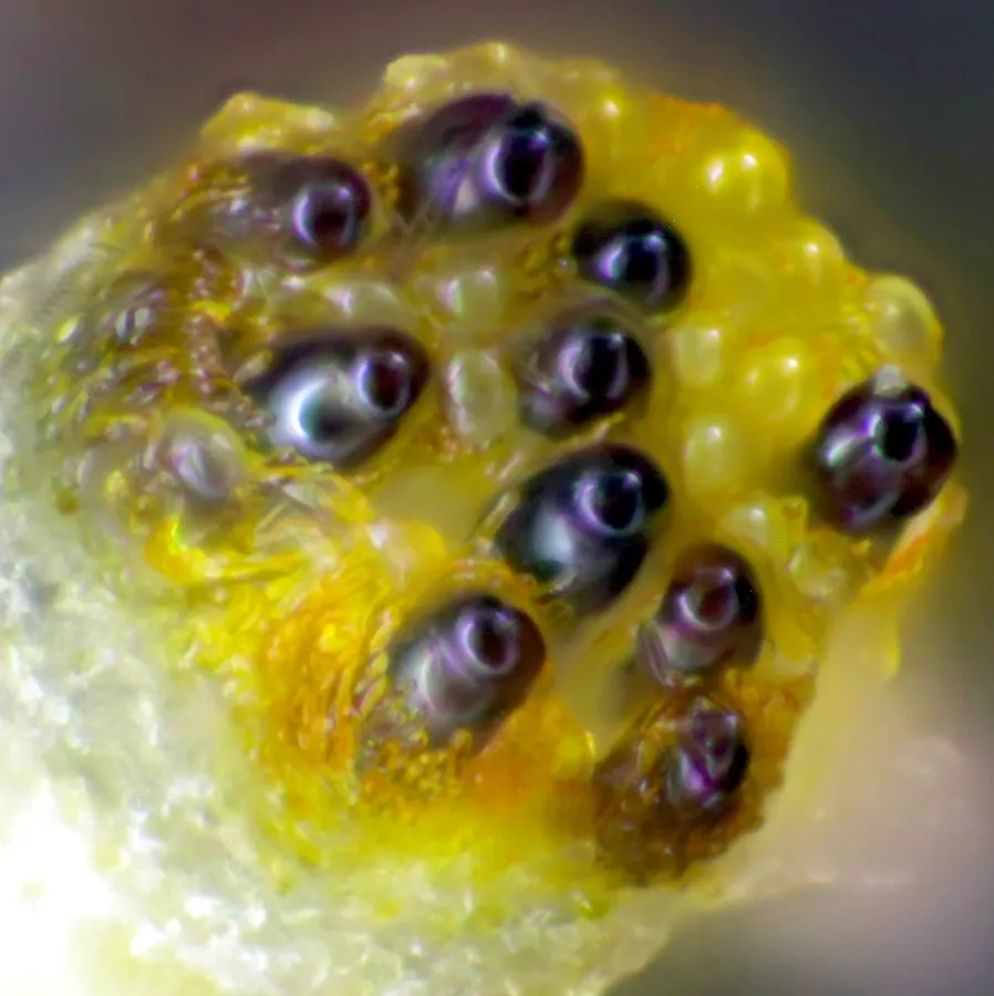 Dokumentasi Saccobolus citrinus — Fotografi