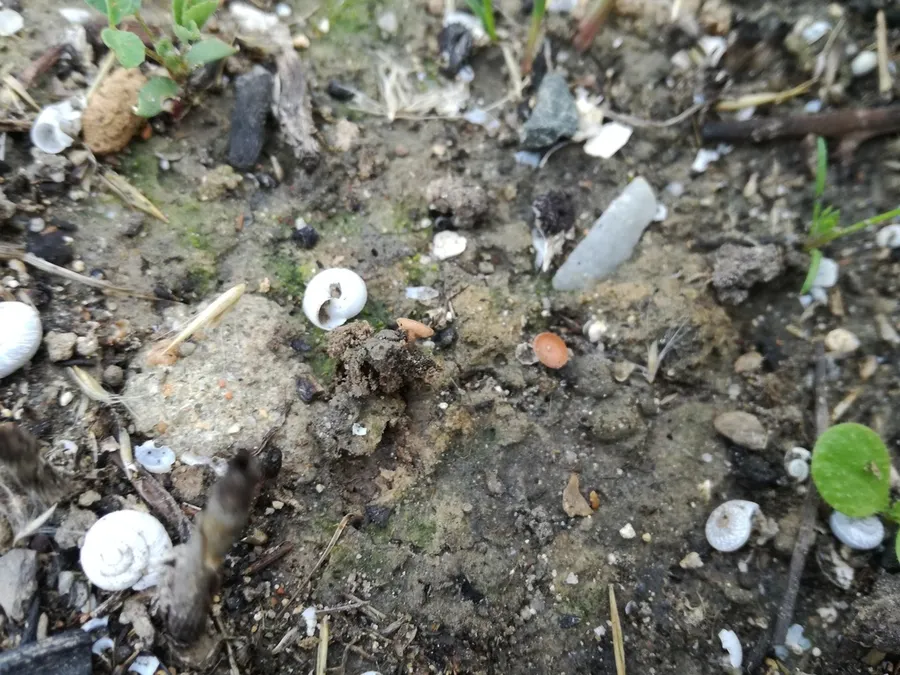 Dokumentasi Sclerotinia trifoliorum — Fotografi